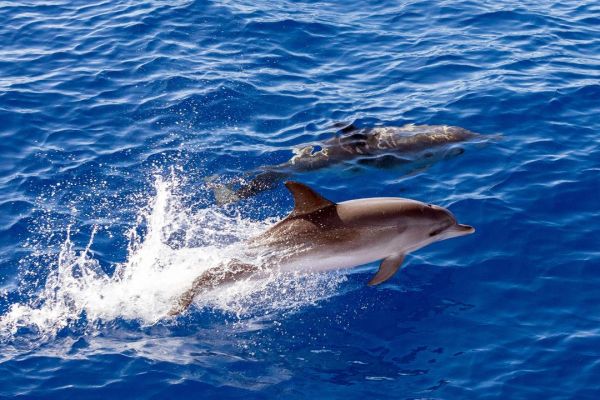 Dolphins and whale watching