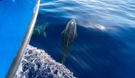 Dolphins and whale watching