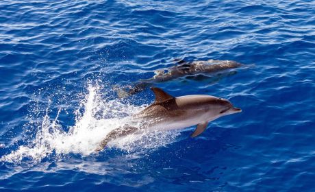 Dolphins and whale watching