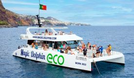 Dolphins and whale watching