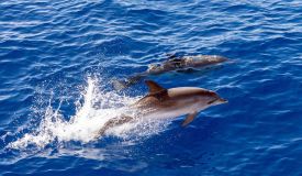 Dolphins and whale watching