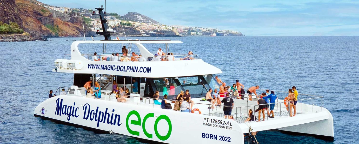 Dolphins and whale watching