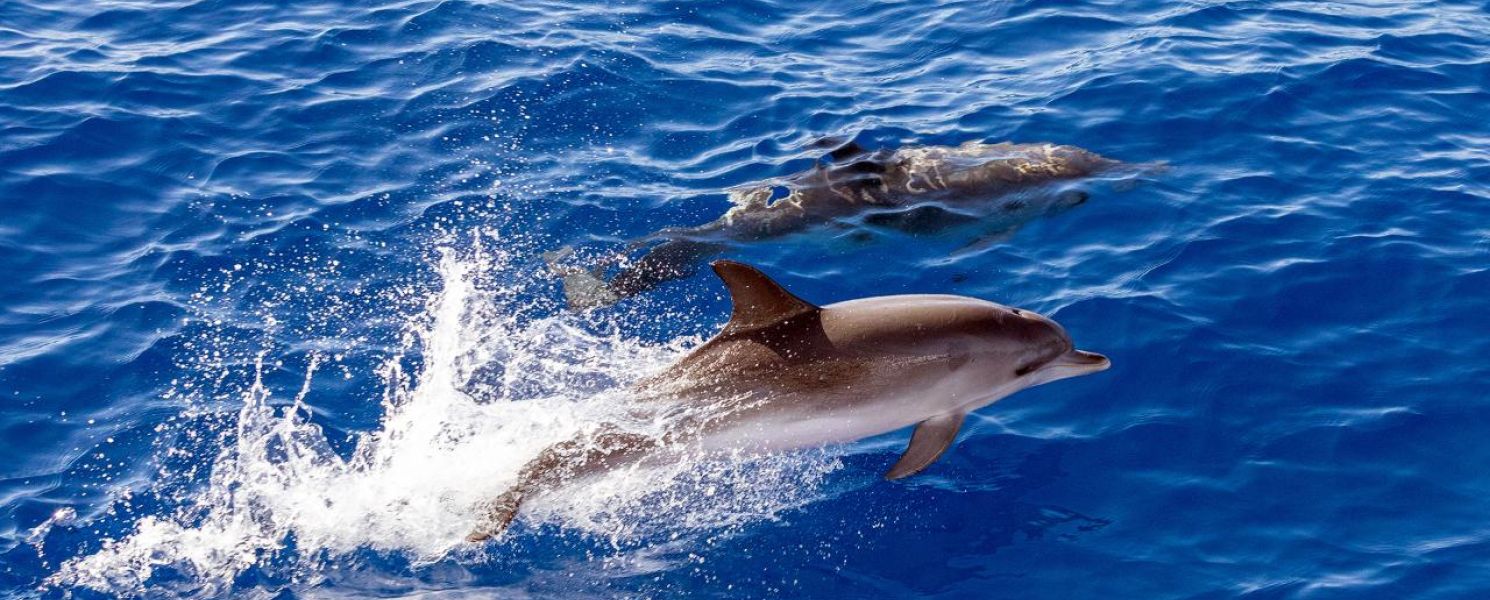 Dolphins and whale watching
