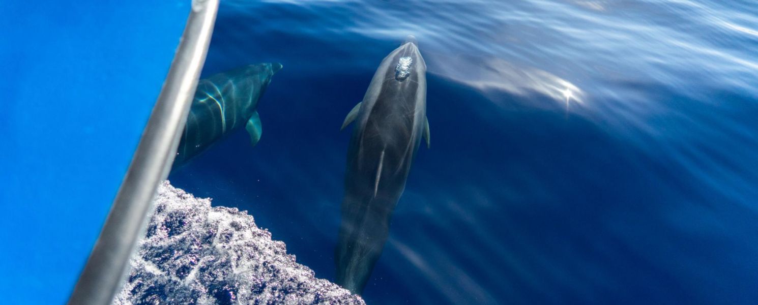 Dolphins and whale watching